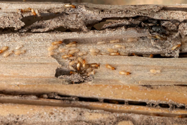Flea Control Services in Warren, OH